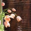 Wood Blinds